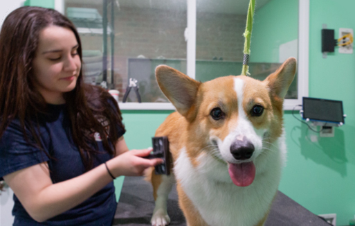 Dog Grooming