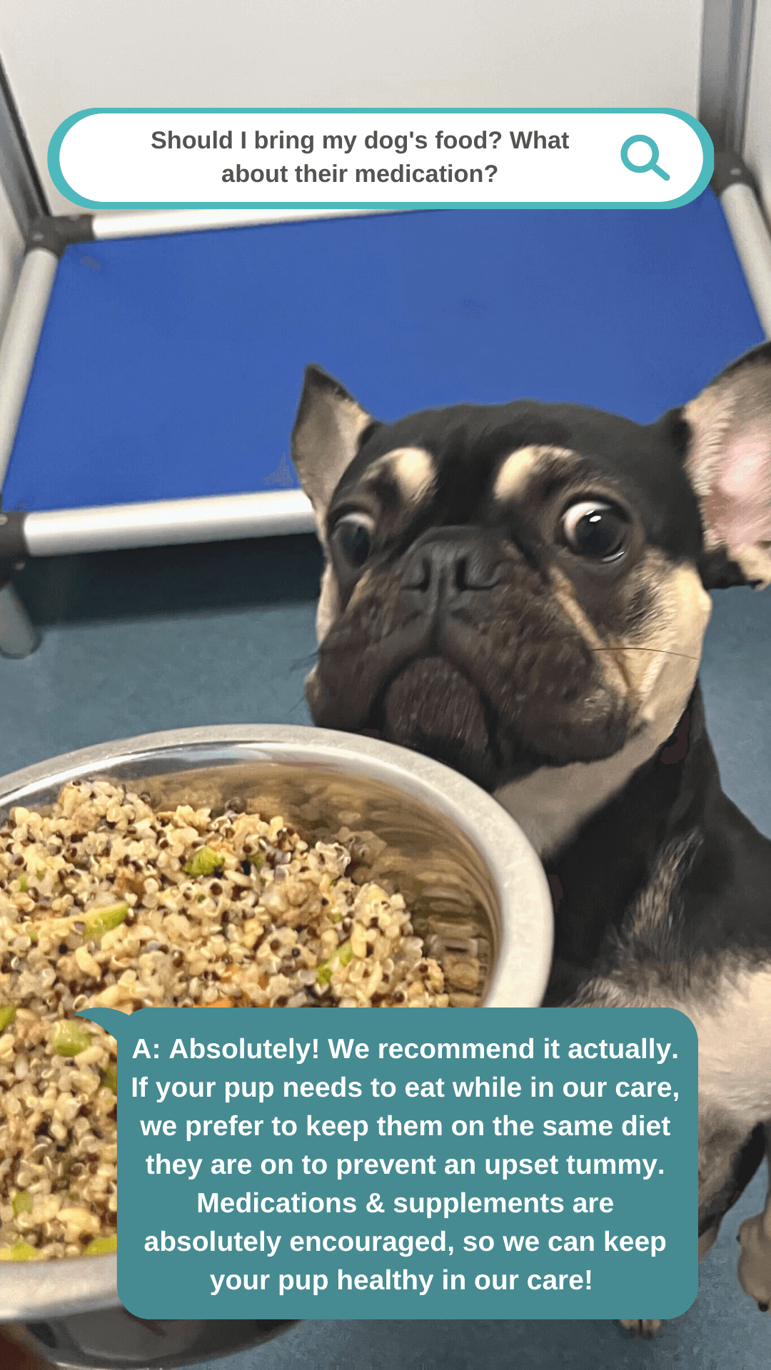 Bring Dog Food