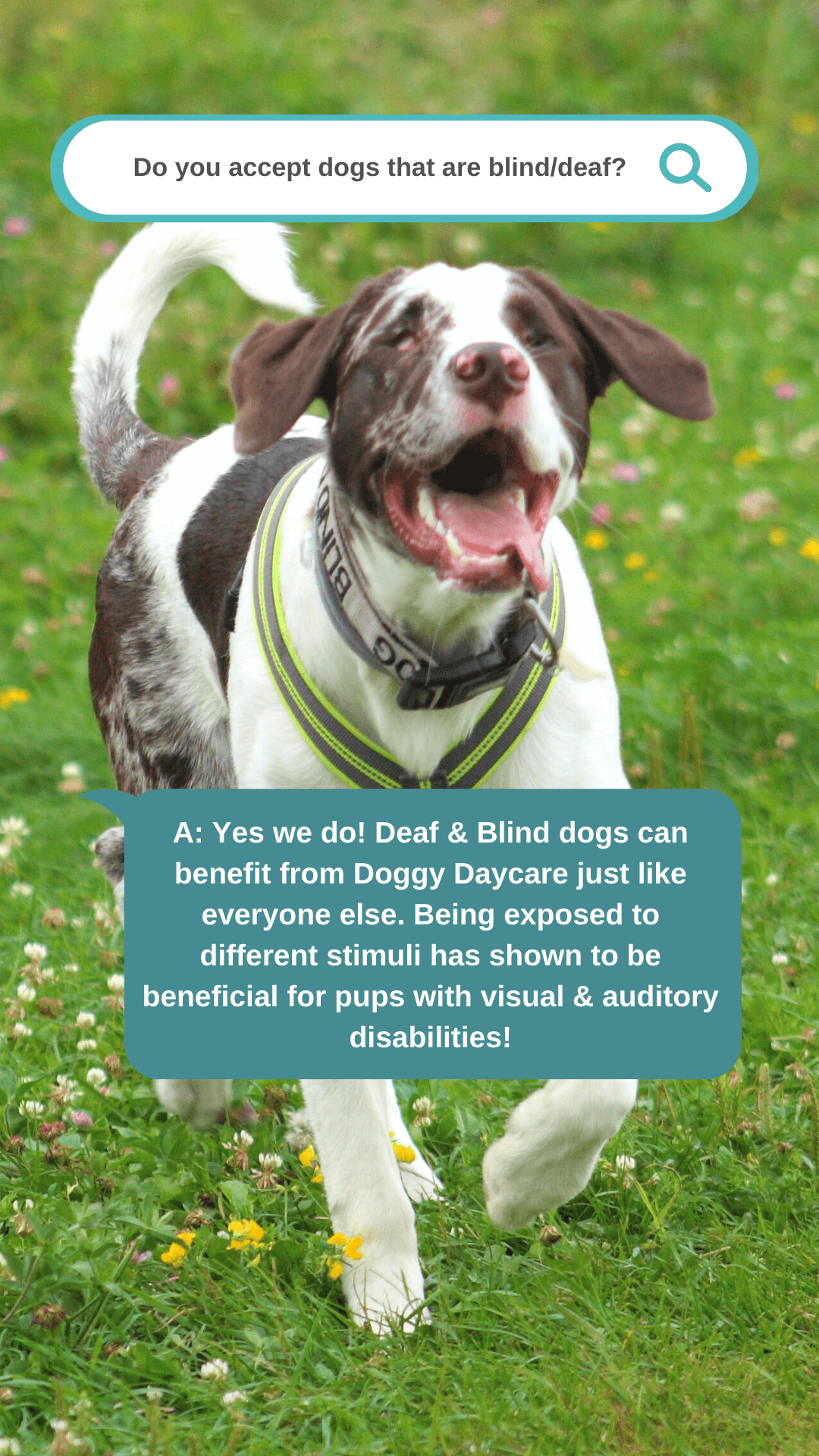 Deaf Blind Dogs