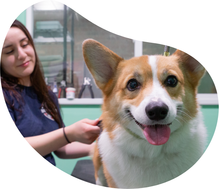 Dog Grooming Service