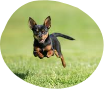 Dog Grooming Service