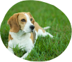 Dog Grooming Service
