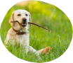 Dog Grooming Service