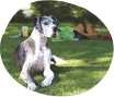 Dog Grooming Service