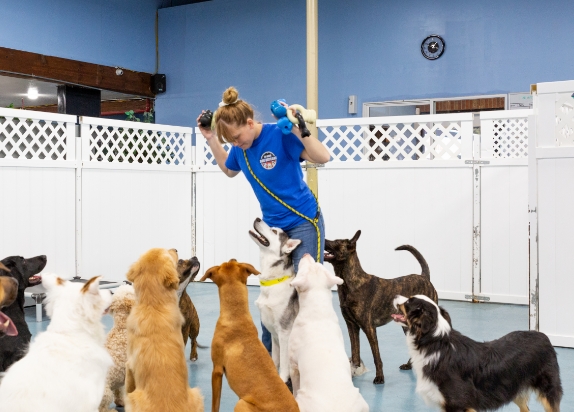 Dog Care Services, Doggy Day Care & Boarding