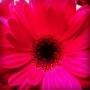 Amber S