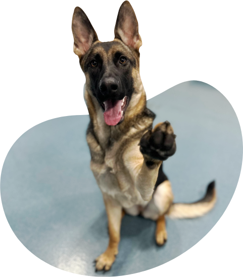 Welcome Pet