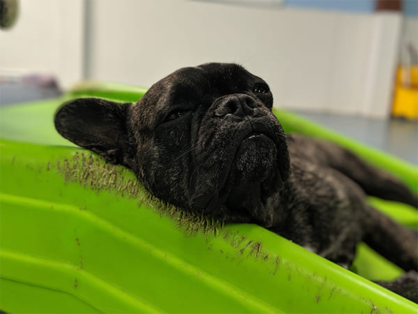 Dog Day Care San Diego