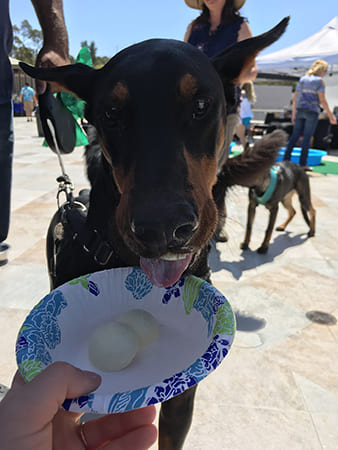 Dog Day Care San Diego
