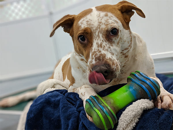 Pet Boarding San Diego North County