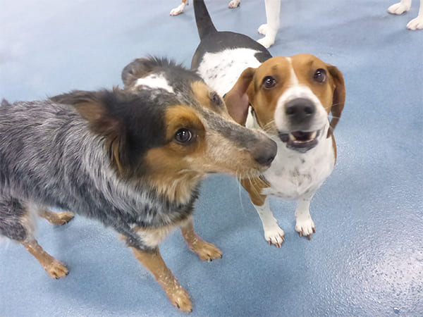 Dog Day Care San Diego
