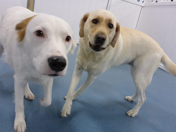 Dog Day Care San Diego