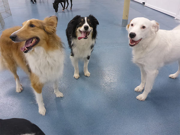 Dog Day Care San Diego