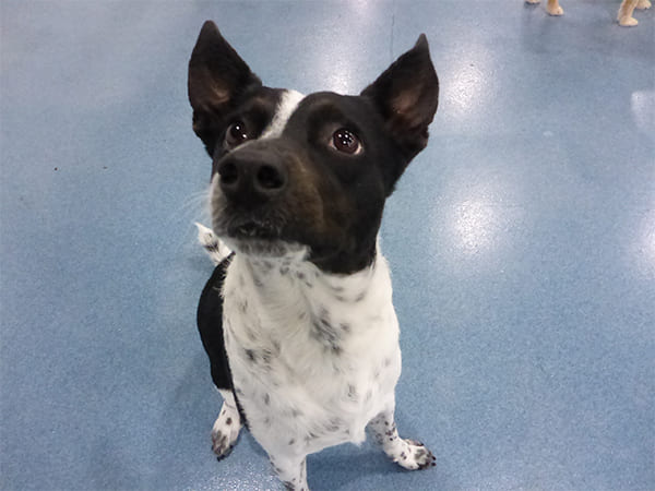 Dog Day Care San Diego