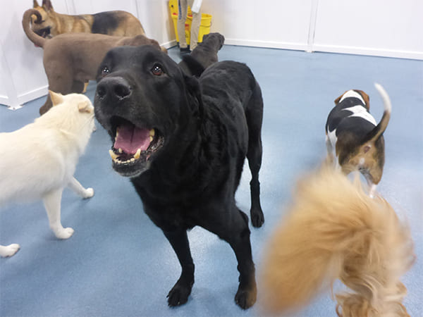 Dog Day Care San Diego