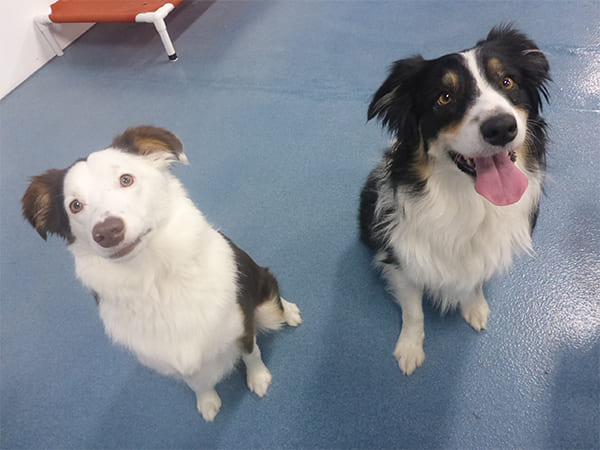 Dog Day Care San Diego