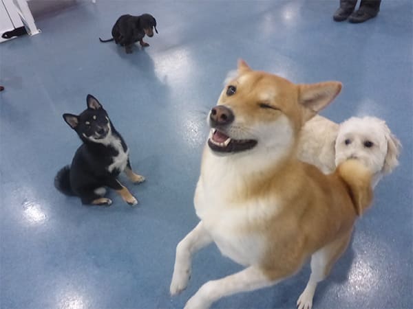 Dog Day Care San Diego