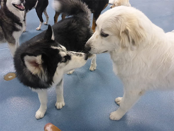 Dog Day Care San Diego