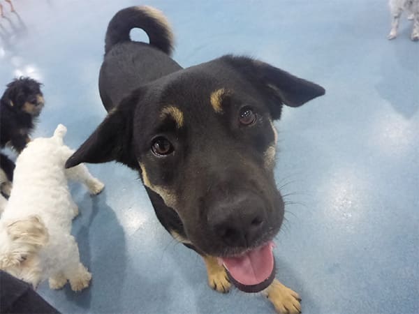 Dog Day Care San Diego