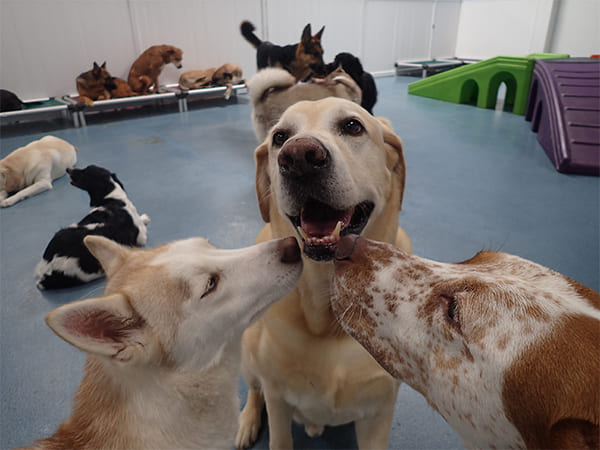 Dog Day Care San Diego