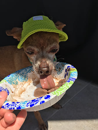 Dog Day Care San Diego