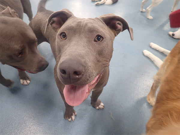 Dog Day Care San Diego