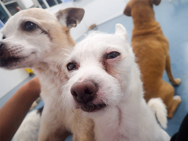 Dog Day Care San Diego