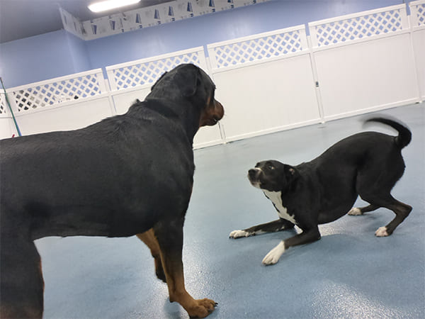 Dog Day Care San Diego
