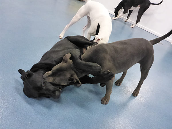 Dog Day Care San Diego