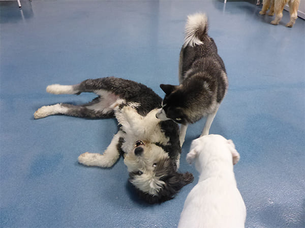 Dog Day Care San Diego