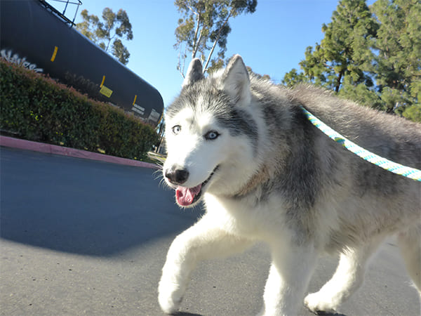 Dog Day Care San Diego