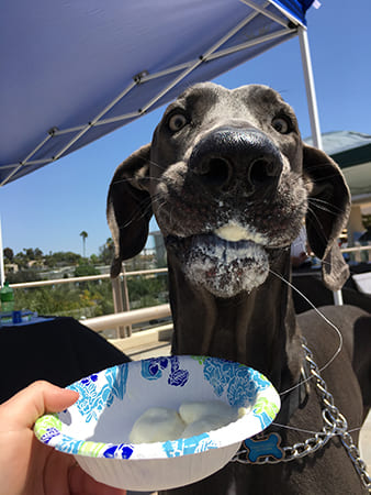 Dog Day Care San Diego