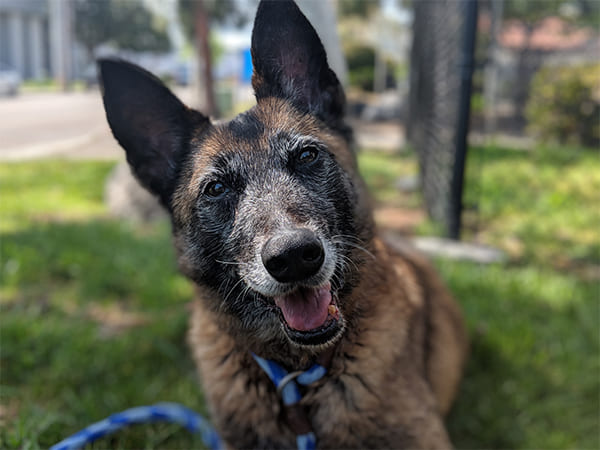 Pet Boarding San Diego North County