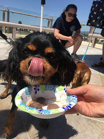 Dog Day Care San Diego