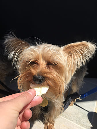 Dog Day Care San Diego