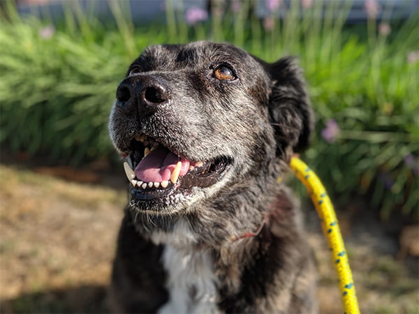 Pet Boarding San Diego North County