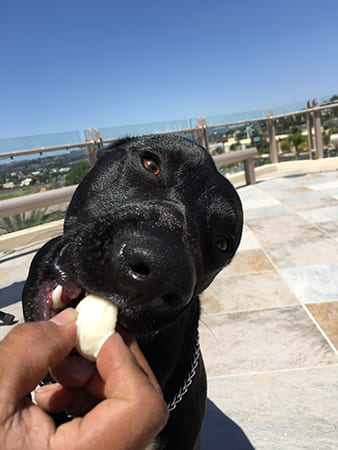 Dog Day Care San Diego
