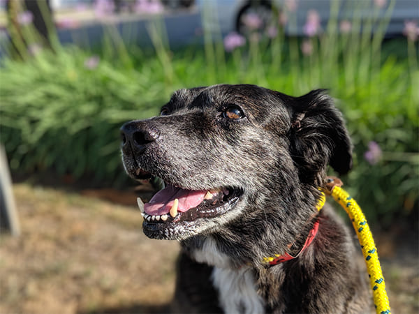 Pet Boarding San Diego North County