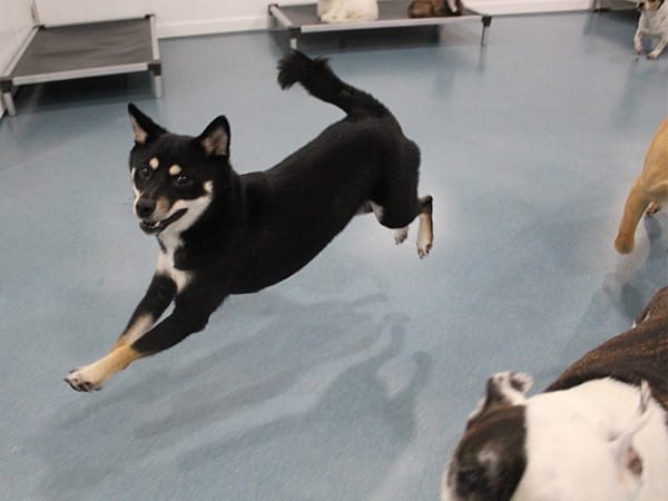 Dog Day Care San Diego