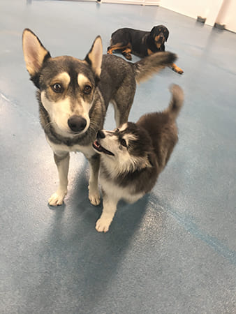 Dog Day Care San Diego
