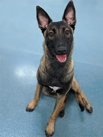 Pet Boarding San Diego North County