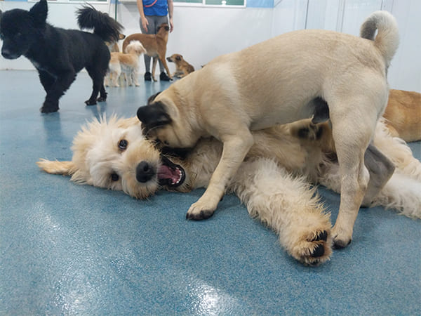 Dog Day Care San Diego