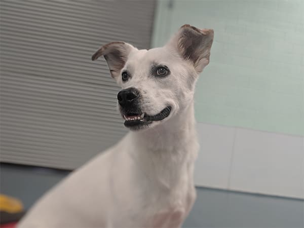 Pet Boarding San Diego North County