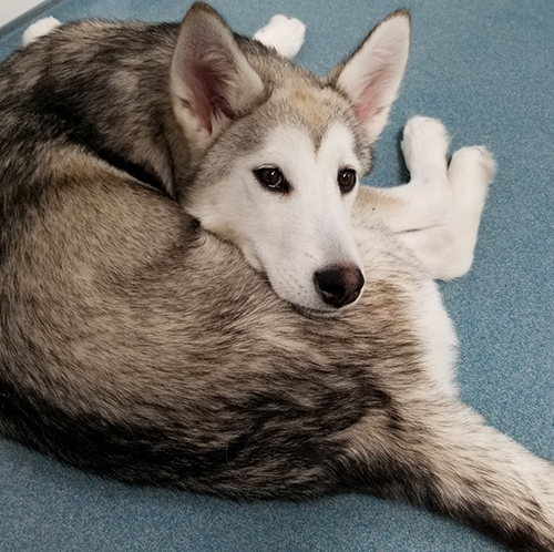 Dog Overnight Daycare