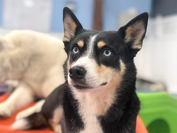Dog Day Care San Diego