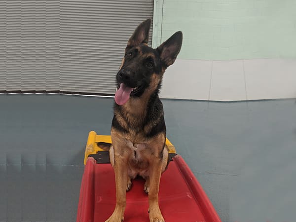 Pet Boarding San Diego North County