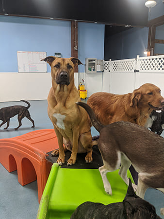 Check Out Our Gallery of Happy Pups 24 Hour Dog Daycare