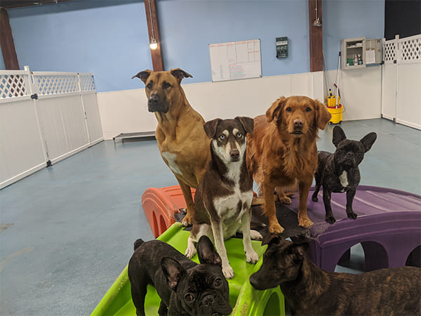 Dog Day Care San Diego