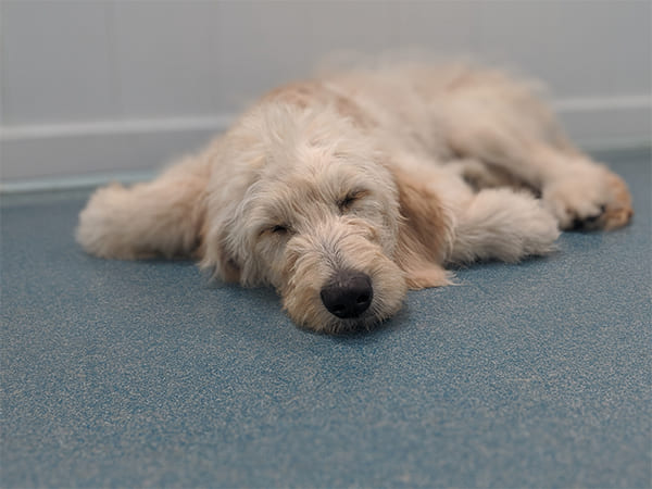 Pet Boarding San Diego North County