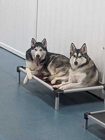 Dog Day Care San Diego